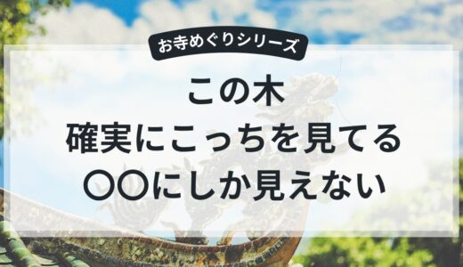 【お寺での出来事】龍の姿に見える木